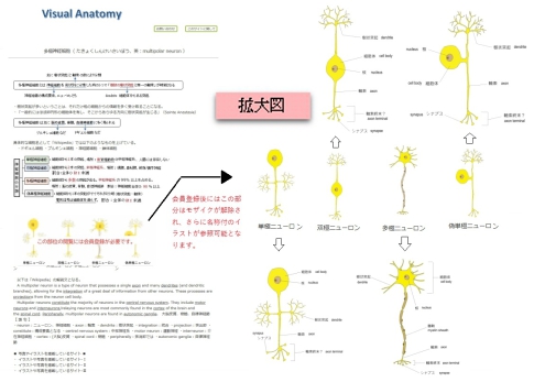 無料サイトの多極神経細胞のページ（一部のイラストにモザイク処理）と、会員サイトで見られるモザイクなしのイラスト・名称付きのイラストの見本